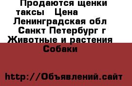 Продаются щенки таксы › Цена ­ 4 000 - Ленинградская обл., Санкт-Петербург г. Животные и растения » Собаки   